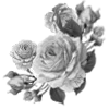 🌹