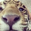 🐅