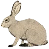 🐰