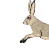 🐰