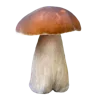 🍄