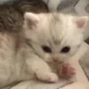 🐾