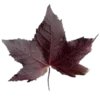 🍁