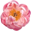 🌸
