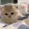 😼