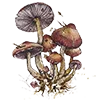 🍄