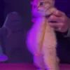 🤍