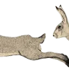 🐰