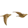 🕊️