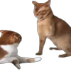 👊