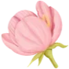 🌷