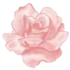 🌺