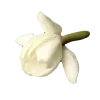 🌷