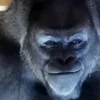 🦍