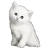 🐱