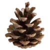 🌲