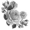 🌹
