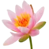 🌸