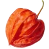 🧅