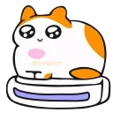 🐱
