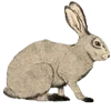 🐰