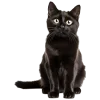 🐱