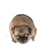 🐕