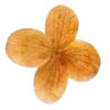 🌼