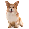 🐶