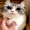 Kotik emoji — Telegram emoji pack