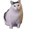 😾
