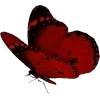 🦋