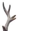 🦌