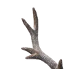 🦌