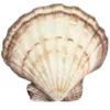 🐚