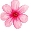 🌸