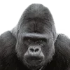 🦍
