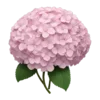 🩷