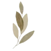 🌿