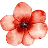🌺