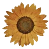 🌼