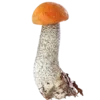 🍄