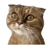 🐱