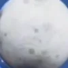 🌚