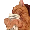 💲
