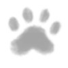 🐾