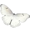 🦋