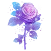 🌹