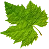 ☘️