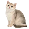 🐈